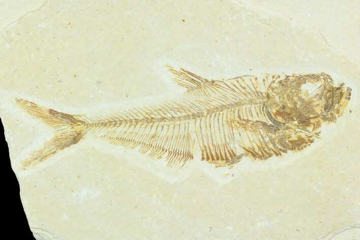 Fossil Fish (Diplomystus) - Green River Formation #126196
